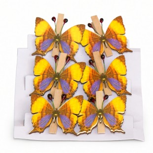 Fluturi decorativi galben-portocaliu cu clips lemn (6 buc)